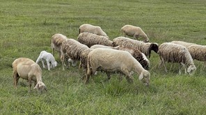 Στην Agrothessaly θα παρουσιαστεί η νέα συνθετική φυλή προβάτων Θεσσαλίας 